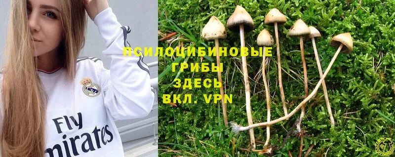 сколько стоит  Ртищево  Галлюциногенные грибы Magic Shrooms 